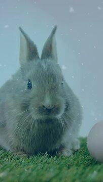 Vertical video: Rabbit sniffing pale egg on turf, rising as bokeh and snowing for learning