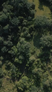 Aerial drone view over grassy forest hills and mountains 