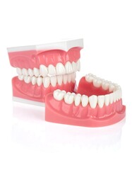 Obraz premium Tooth model shows upper and lower teeth with pink gums on white background, open jaws