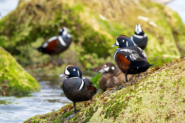 Male Harlequin Ducks (Histrionicus histrionicus) with a single female, resting along the Oregon coast.