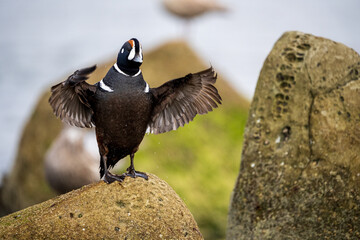 Male Harlequin Ducks (Histrionicus histrionicus) stretching its wing along the rocky Oregon coast.