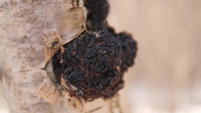 Macro of Wild Chaga Mushroom (Inonotus obliquus) Growing on White Birch Bark in a Northern Forest