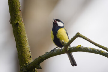 Great tit (Parus major) singing on mossy tree branch in spring forest, songbird calling from perch – common bird species in the wild in Czech Republic © czjonyyy