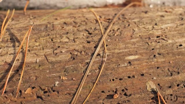 Camera Sliding Along Rotting Fallen Log with Bark Beetle Tunnels and Bore Holes Close Up &mdash; Forest Decomposition, Dead Wood Insect Damage Macro Nature Background Texture B-roll