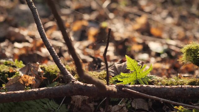 4K 2x Slow Motion Fern Leaf Waving in Wind + Visible Spider Silk &ndash; Forest Floor B-Roll
