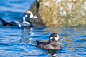 Male and Female Harlequin Ducks (Histrionicus histrionicus) fishing along the South Beach Jetty, Newport Oregon,