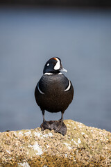 Fototapeta premium Male Harlequin Duck (Histrionicus histrionicus) resting on the South Beach Jetty, Newport Oregon.