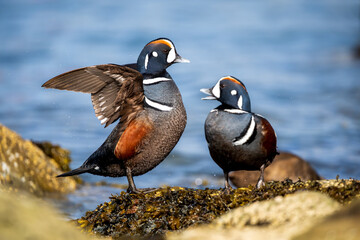 Male Harlequin Ducks (Histrionicus histrionicus)  on the South Beach Jetty, Newport Oregon.