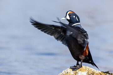 Male Harlequin Duck (Histrionicus histrionicus) stretching his wings on the South Beach Jetty, Newport Oregon.