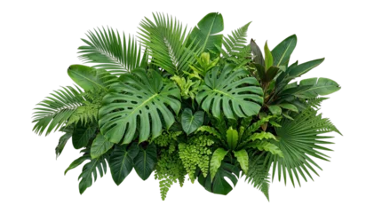 Fotobehang Tropisch Lush arrangement of vibrant tropical green foliage, including prominent monstera, elegant palm fronds, and delicate ferns, forming an exotic natural botanical cluster  © Graphic Studio