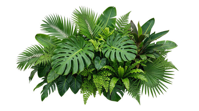 Lush arrangement of vibrant tropical green foliage, including prominent monstera, elegant palm fronds, and delicate ferns, forming an exotic natural botanical cluster