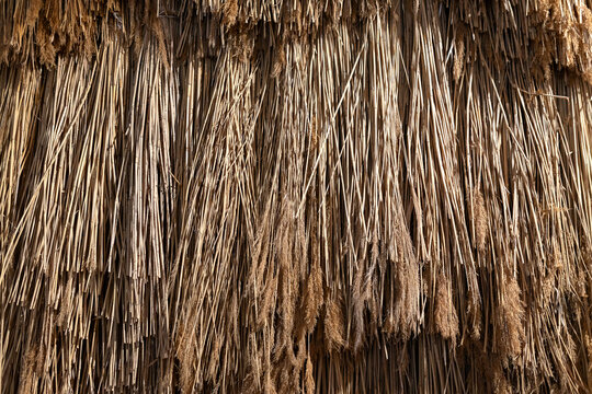 Natural dry reed texture background. Closeup of bundled reed stems with fluffy tops, traditional eco material used for thatched roofs, natural decor. countryside aesthetic and rustic design concept.