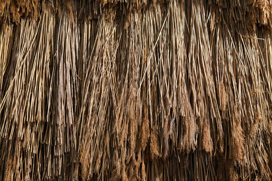 Natural dry reed texture background. Closeup of bundled reed stems with fluffy tops, traditional eco material used for thatched roofs, natural decor. countryside aesthetic and rustic design concept.