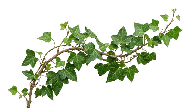 Vibrant green common ivy vine, Hedera helix, with lush leaves gracefully trailing, isolated on a clean white background, symbolizing natural beauty and fresh design