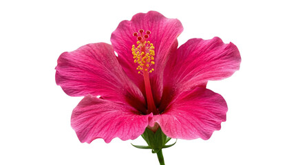 Beautiful vibrant pink hibiscus flower isolated on a plain white background, showcasing delicate petals and a bright yellow stamen in stunning detail, a perfect tropical bloom © Graphic Studio