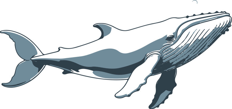 large whale swimming diagonally with soft bubbles around, elegant line art vector illustration, clean illustrator style, white background 1