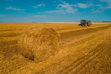Fototapeta premium Harvester machine to harvest wheat field working. Combine harvester agriculture machine harvesting golden ripe wheat field. Agriculture.