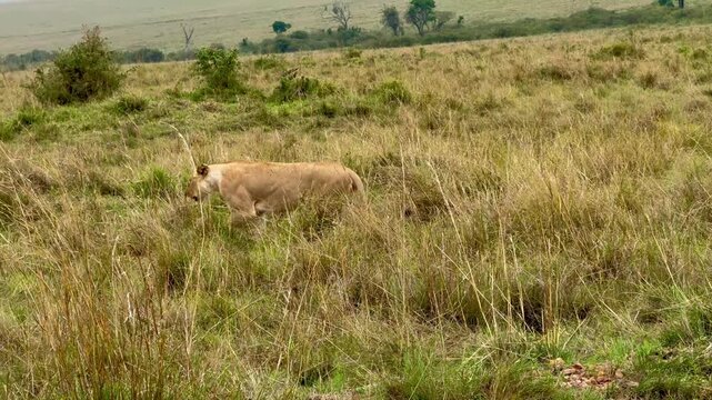Lioness walking along a grassy plain in Africa