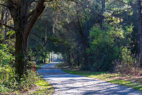 Nobody in an Ocala forest trail