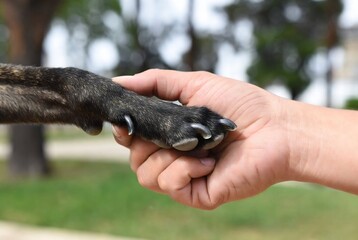 A dog's paw is touching a human hand. It&rsquo;s a gesture of connection in a park setting.