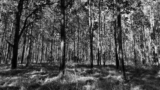 Black and white picture of the beautiful Ocala forest