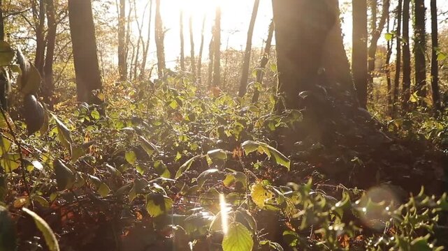 Au c&oelig;ur de la for&ecirc;t 