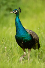 Obraz premium peacock in grassland