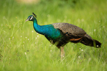 peacock in monsoons