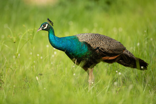 peacock in monsoons