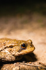 Obraz premium Close-up of a common toad or European toad (bufo bufo), a frog found throughout most of Europe, camouflaged on a forest path in spring at the time of toad migration,