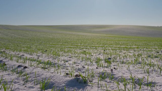 Winter Wheat Grows Under Snow in Field With Clear Sky and Sunlight Near Rural Area During Winter Months