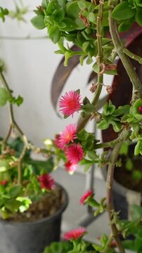 Aptenia Cordifolia Flowers - FHD Vertical Video