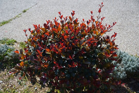 Lilly Pilly, or Syzygium, Big Red, shrub with red and green leaves