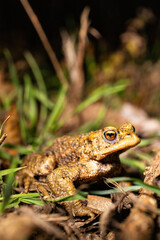 Fototapeta premium Close-up of a common toad or European toad (bufo bufo), a frog found throughout most of Europe, camouflaged on a forest path in spring at the time of toad migration,