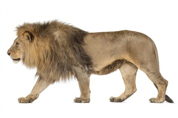 Obraz premium Majestic lion in profile walking with white background isolated