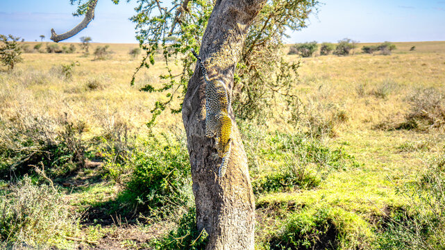 Leopardo su albero