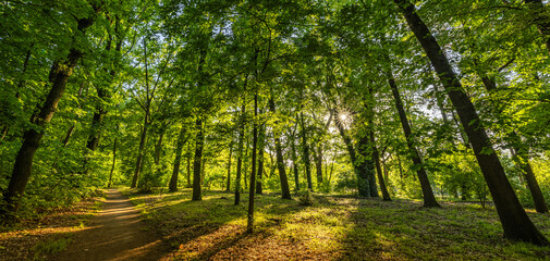 Idyllic spring summer green forest trail with radiant sunlight and lush foliage, calm serene...