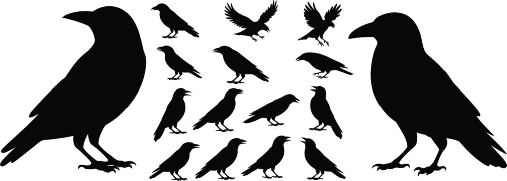 Crow and raven bird silhouettes collection isolated on white background, black corvid birds in different poses and flying positions for wildlife design elements