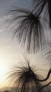 Longleaf Pine Tree Silhouette At Sunset With Colorful Evening Sky - FHD Vertical Video