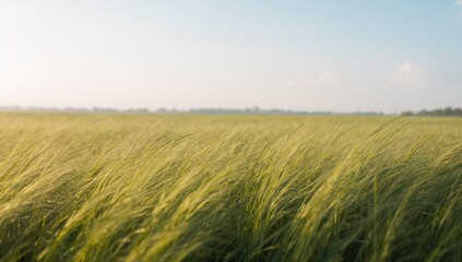 Obraz premium Swaying dense patch of tall green grasses bending right in open rural field, treeline visible