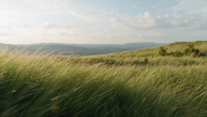 Obraz premium Swaying tall meadow grasses leaning across gentle hillside under pale blue sky, with ridgelines