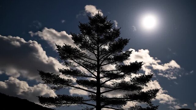 Silhouetted pine tree against sunny sky with clouds