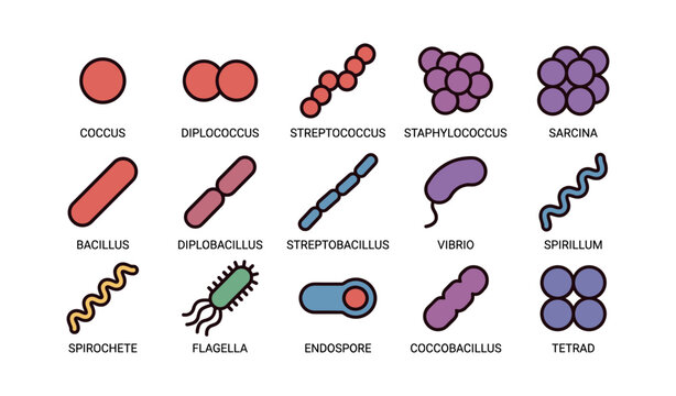 Illustration of different bacterial shapes with labels