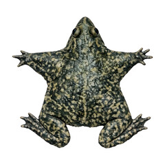 Obraz premium PNG Spotted frog top view