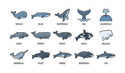 Obraz premium Illustrated whale species collection: blue, humpback, orca, narwhal, beluga