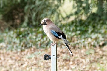Obraz premium Eurasian Jay (Garrulus glandarius) perched on a pole in Zurich, Switzerland