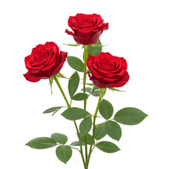 Fototapeta premium Three red roses with green leaves