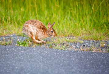 An Eastern Cottontail rabbit at Assateague Island National Seashore, Maryland