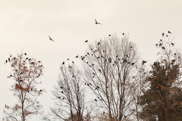A flock of crows gathers on tall bare trees at winter sunset, preparing to roost for the night. A...