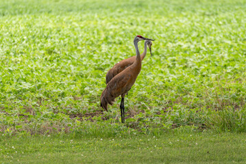Fototapeta premium Sandhill Cranes Feeding In An Urban Soybean Field In De Pere, Wisconsin, In July